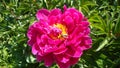 Peony Ã¢â¬â a truly magnificent flower. Royalty Free Stock Photo